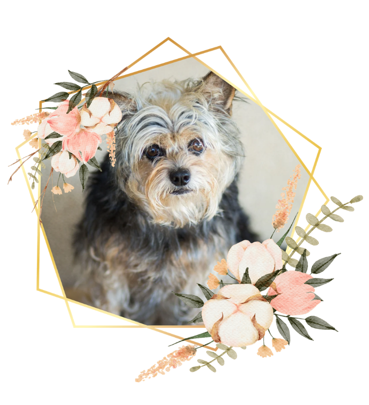 Ellie, the Audiology Concierge family's senior dog